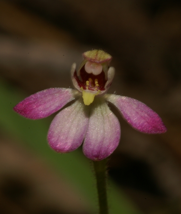 Caladenia pusilla